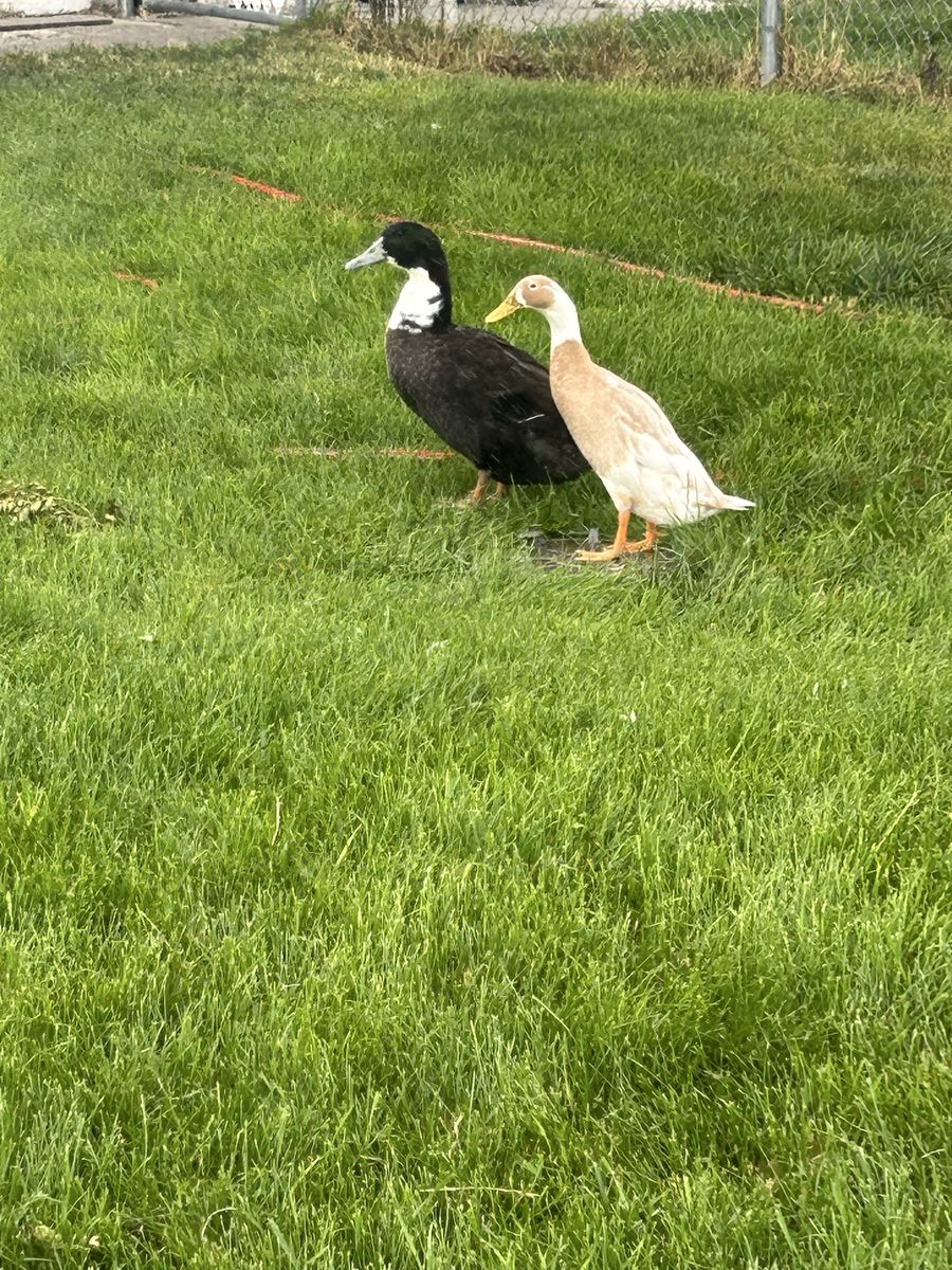 Free Ducks