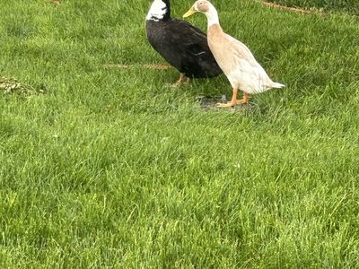 Free Ducks