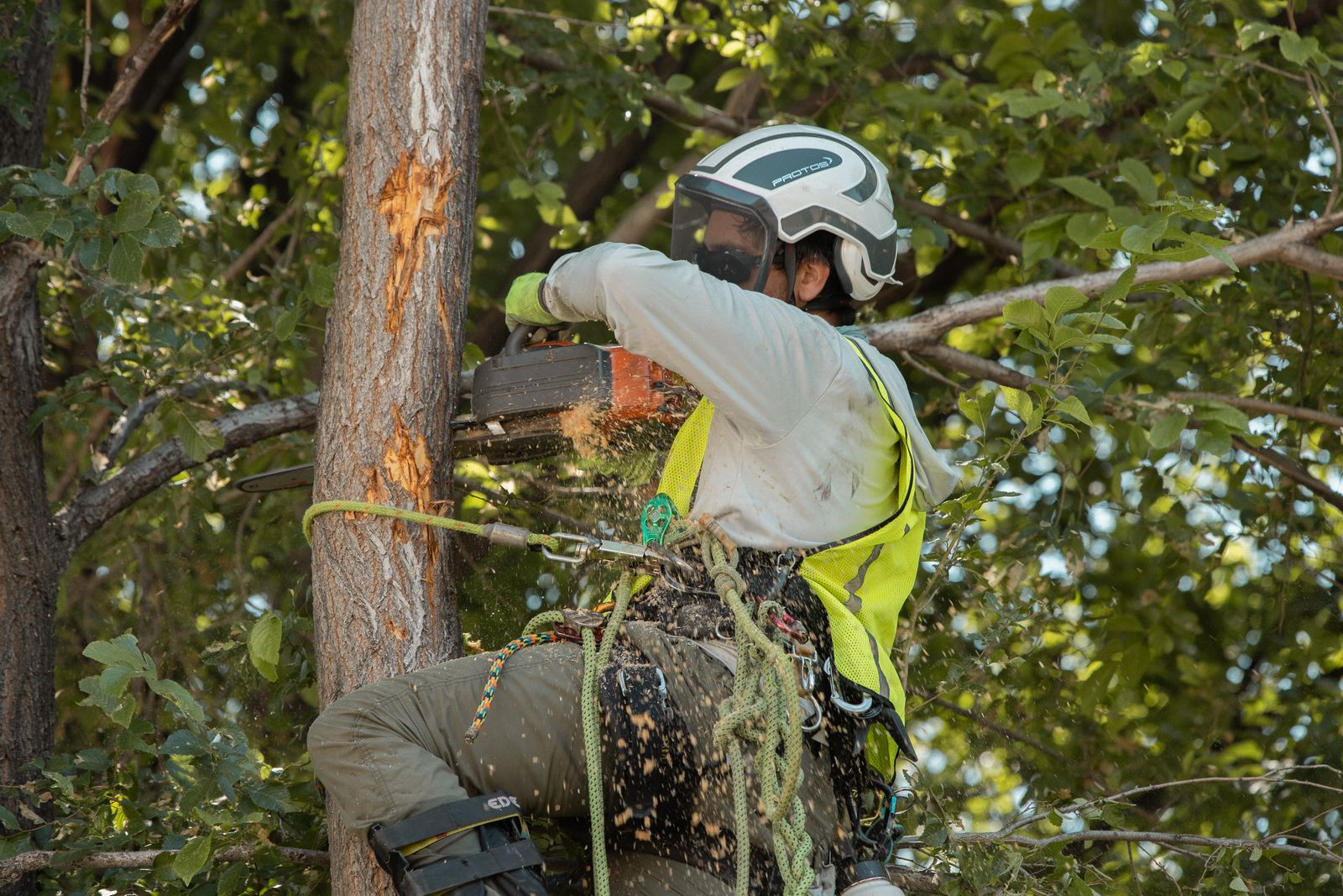 Tree Trimming | Arborist | Tree Removal