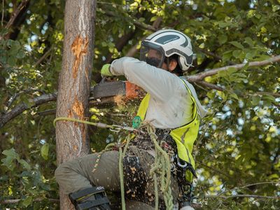 Tree Trimming | Arborist | Tree Removal