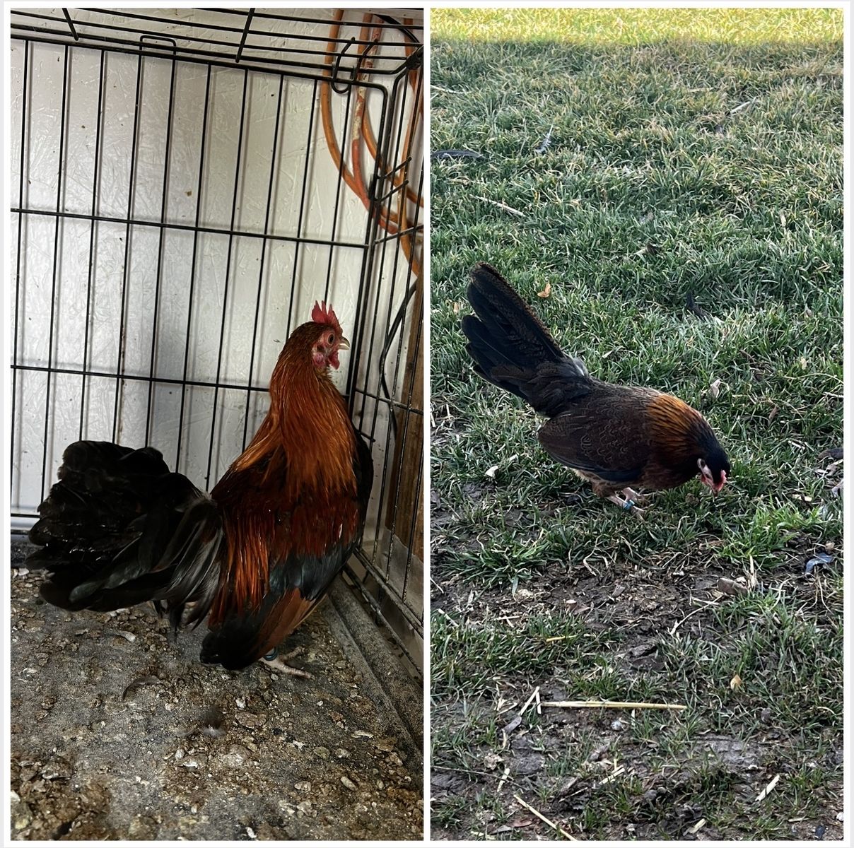 Mini Phoenix/azteca Pair