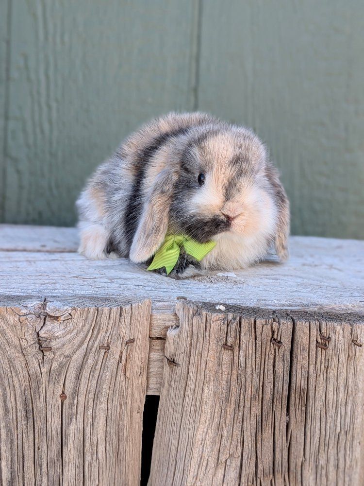baby bunny pure Holland lops harlequin