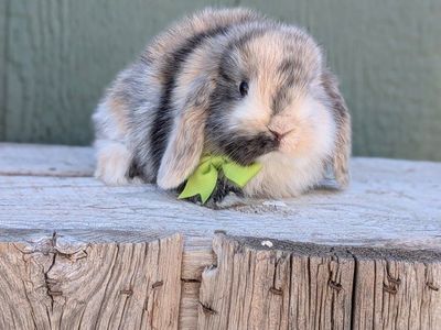 baby bunny pure Holland lops harlequin