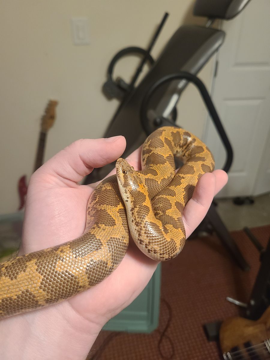 Kenyan sand boa, adult female. Normal morph, Het albino.