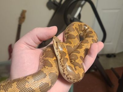 Kenyan sand boa, adult female. Normal morph, Het albino.