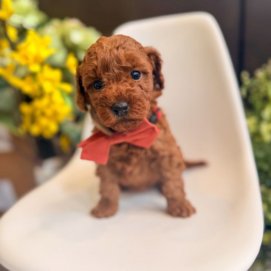 Teacup girl Goldendoodles 8-15lbs full grown