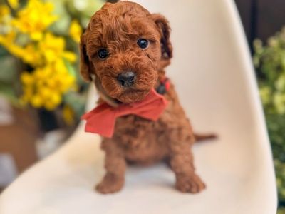 Teacup girl Goldendoodles 8-15lbs full grown