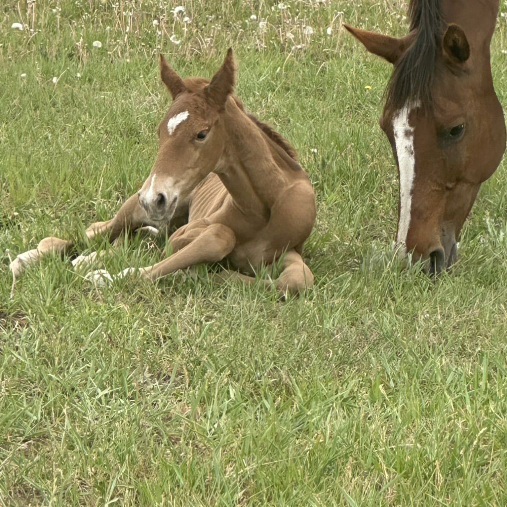 2026 Sorrel Colt