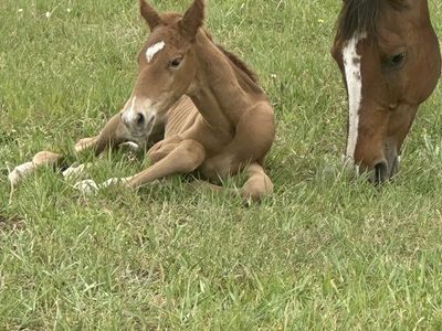2026 Sorrel Colt