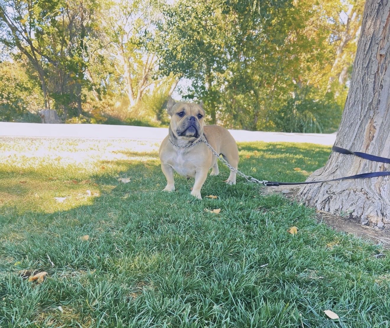 Micro American Bully Female