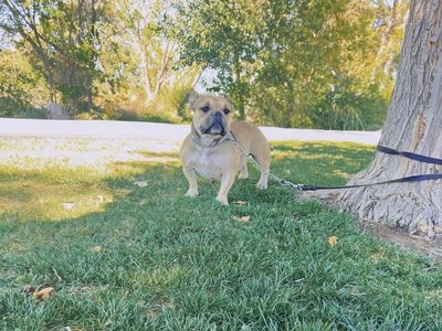 Micro American Bully Female