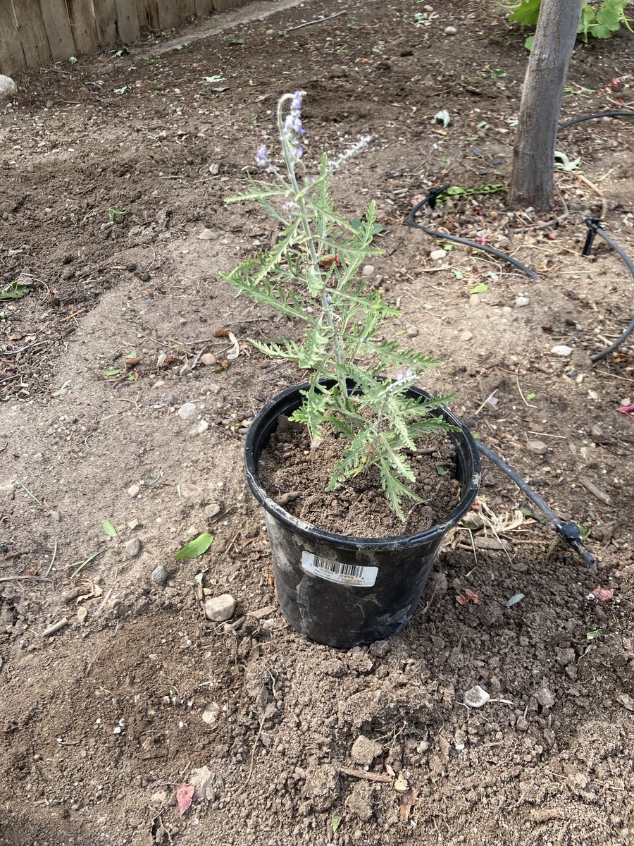 Russian sage plants- Ready for Planting