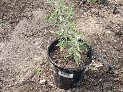 Russian sage plants- Ready for Planting