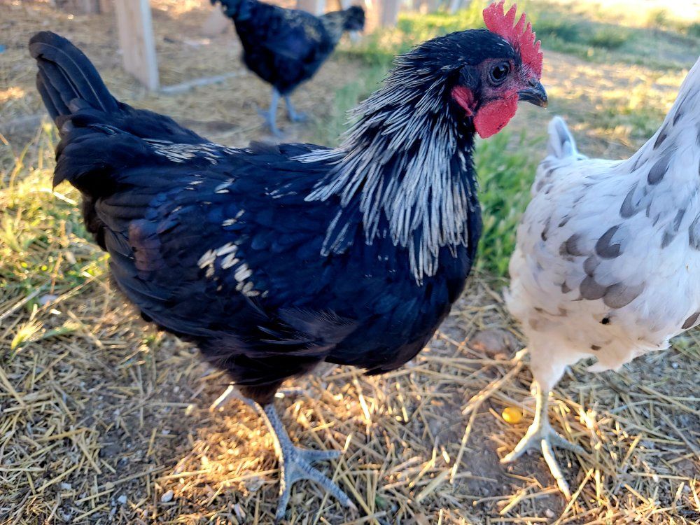 Gene Tested Easter Egger Cockerel