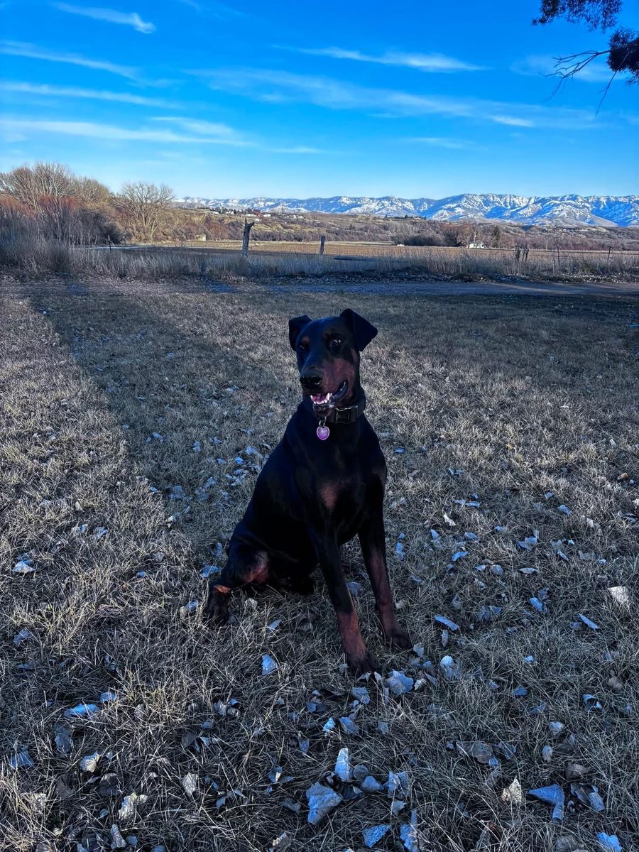 AKC European Doberman Stud Service - Proven Bloodlines