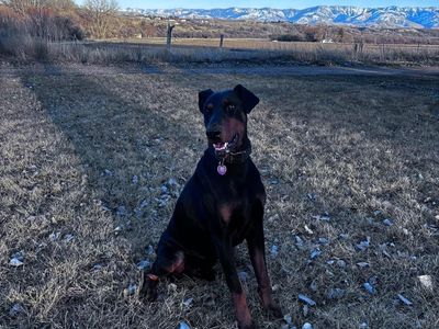 AKC European Doberman Stud Service - Proven Bloodlines