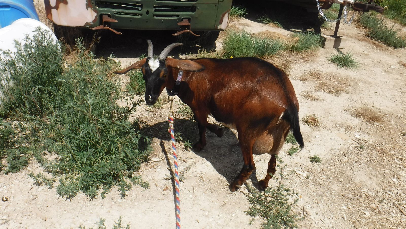 Nubian / Mini Nubian Dairy Milk Goat $450 OBO