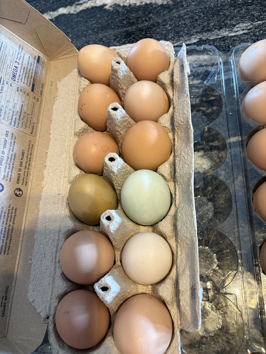 Fresh eggs