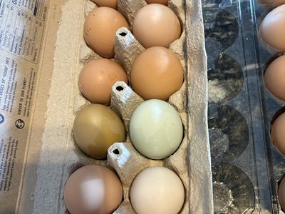 Fresh eggs