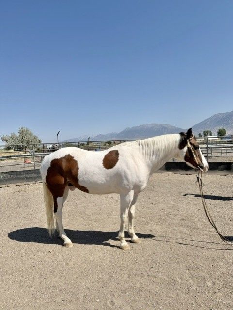 APHA Registered Gelding Gentle Kid Friendly Reining trained