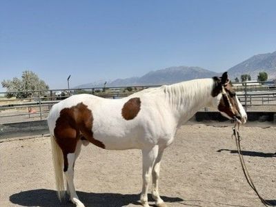 APHA Registered Gelding Gentle Kid Friendly Reining trained