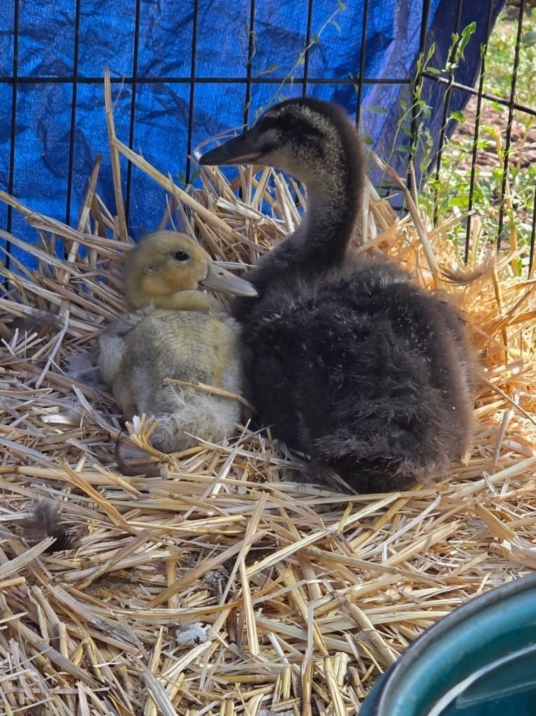 Bubbles and Squeak the Duckling Duo