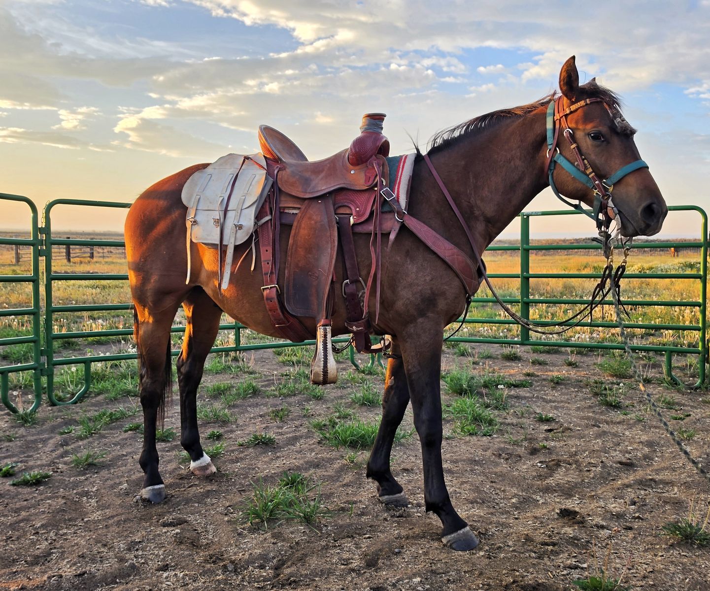 Bamacat – 2YO Cow-Bred Gelding