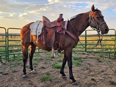 Bamacat – 2YO Cow-Bred Gelding