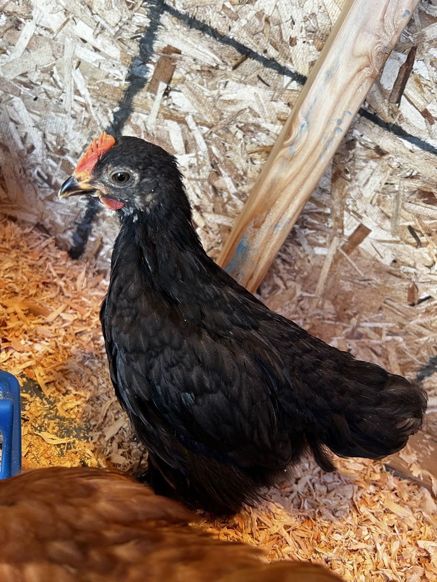 Black Cochin Bantam cockerel (free)