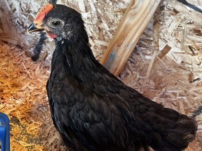 Black Cochin Bantam cockerel (free)