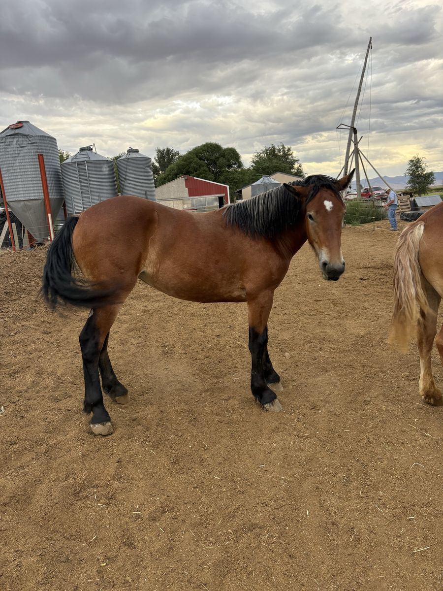 Yearling Gypsy/Belgian filly 