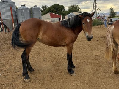Yearling Gypsy/Belgian filly