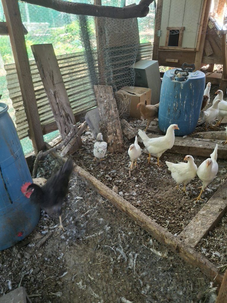 3-5 month old pullets