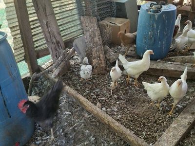3-5 month old pullets