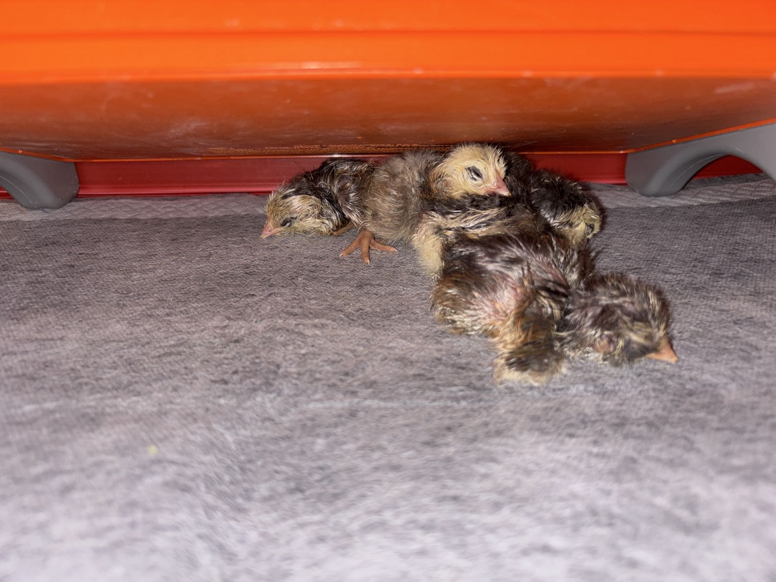 Ameraucana & Easter Egger chicks available!