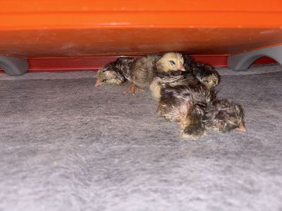 Ameraucana & Easter Egger chicks available!