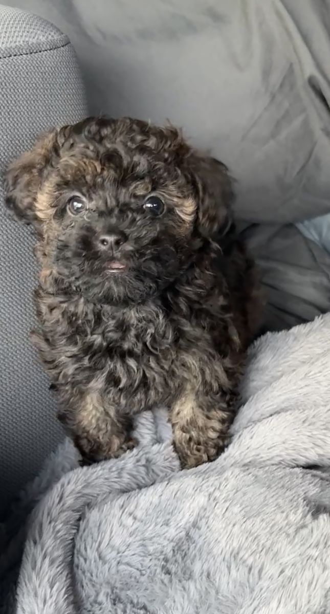 Female Yorkie ShihPoo Yorkie Shih Tzu Toy Poodle