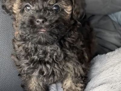 Female Yorkie ShihPoo Yorkie Shih Tzu Toy Poodle