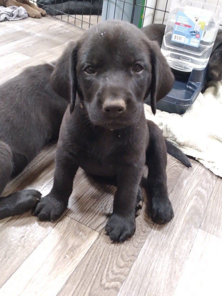 Black and Chocolate Lab puppies