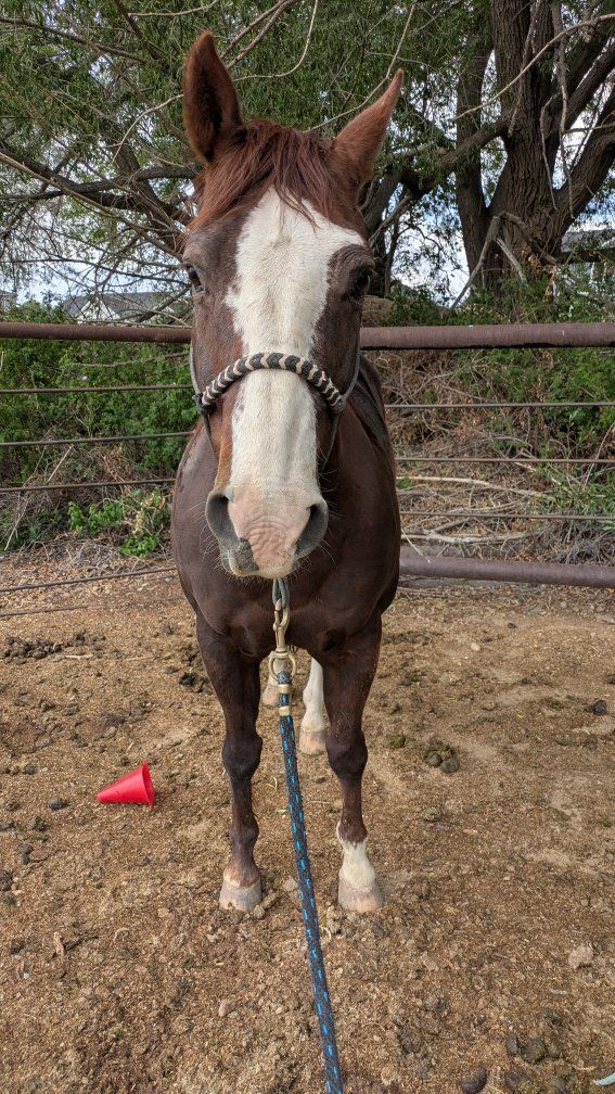 AQHA Breakaway/All around Horse
