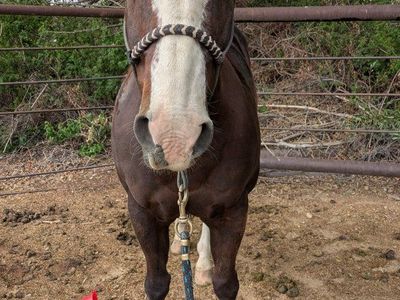 AQHA Breakaway/All around Horse