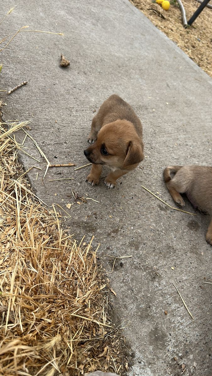 Puppies 
