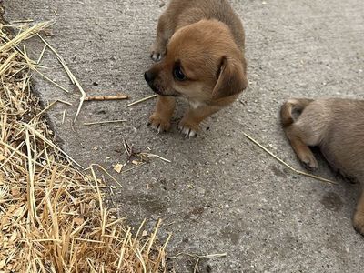Puppies