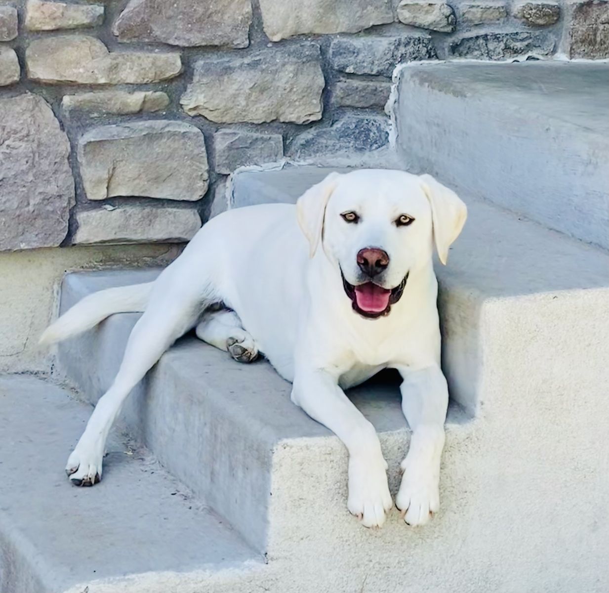 AKC White/Yellow Lab Stud