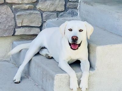 AKC White/Yellow Lab Stud