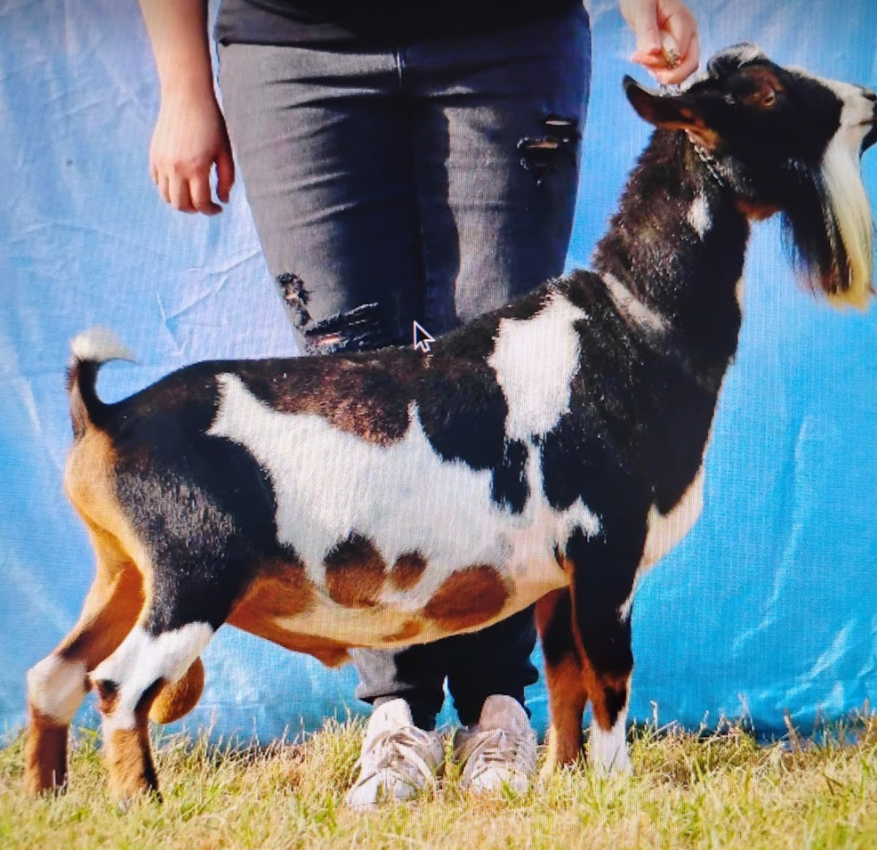 Registered Nigerian dwarf Buck