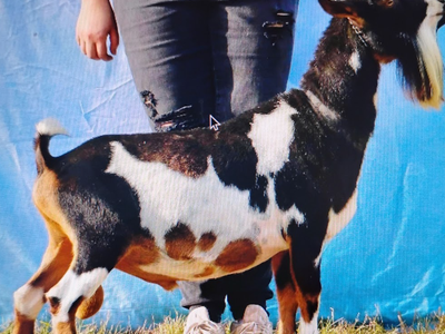 Registered Nigerian dwarf Buck