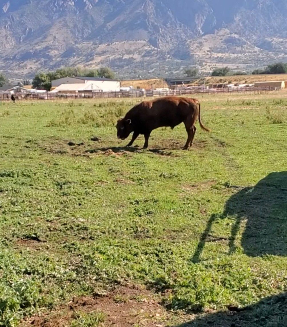 Bull for lease
