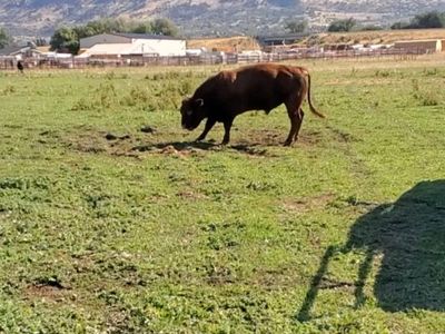 Bull for lease