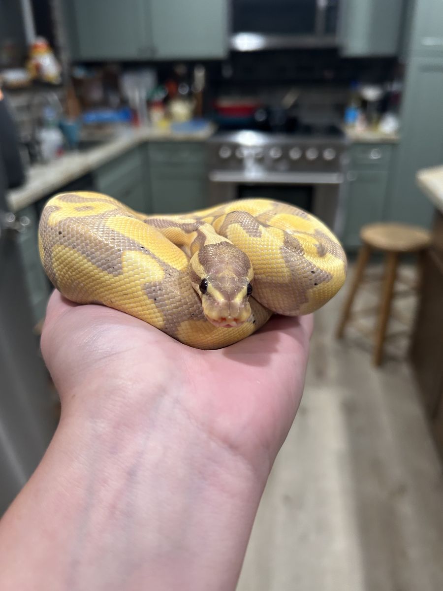 Ball python